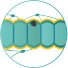 depiction of stage one of colorectal cancer