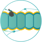 depiction of stage two of colorectal cancer