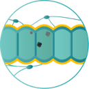 depiction of stage zero of colorectal cancer 